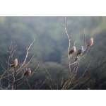 Gray Silky-Flycatchers. Photo by Rick Taylor. Copyright Borderland Tours. All rights reserved.