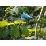 Green Honeycreeper. Photo by Rick Taylor. Copyright Borderland Tours. All rights reserved.