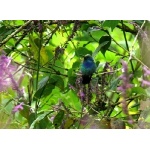 Green Violetear. Photo by Rick Taylor. Copyright Borderland Tours. All rights reserved.