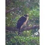 Laughing Falcon 2. Photo by Rick Taylor. Copyright Borderland Tours. All rights reserved.