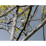 Laughing Falcon. Photo by Rick Taylor. Copyright Borderland Tours. All rights reserved.