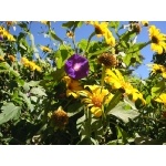 Morning Glory blossom among Sunflowers at Lagunas de Montebello. Photo by Rick Taylor. Copyright Borderland Tours. All rights reserved.