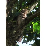 Northern Potoo on day roost. Photo by Rick Taylor. Copyright Borderland Tours. All rights reserved.