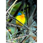 Orange-breasted Bunting. Photo by Rick Taylor. Copyright Borderland Tours. All rights reserved.