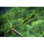 Pacific Parakeets. Photo by Rick Taylor. Copyright Borderland Tours. All rights reserved.