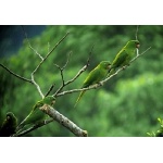 Pacific Parakeets. Photo by Rick Taylor. Copyright Borderland Tours. All rights reserved.