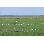 Río Usumacinta Marshes. Photo by Rick Taylor. Copyright Borderland Tours. All rights reserved.