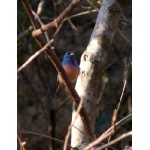 Rose-bellied Bunting. Photo by Rick Taylor. All rights reserved.