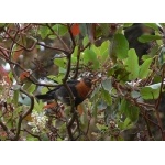 Rufous-collared Robin. Photo by Rick Taylor. Copyright Borderland Tours. All rights reserved.