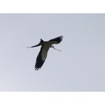 Swallow-tailed Kite with stick. Photo by Rick Taylor. Copyright Borderland Tours. All rights reserved.