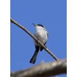 White-lored Gnatcatcher. Photo by Rick Taylor. Copyright Borderland Tours. All rights reserved.