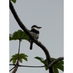 White-necked Puffbird. Photo by Rick Taylor. Copyright Borderland Tours. All rights reserved.