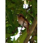 White-whiskered Puffbird. Photo by Rick Taylor. Copyright Borderland Tours. All rights reserved.