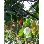 White-winged Tanager. Photo by Rick Taylor. Copyright Borderland Tours. All rights reserved.