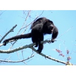 Chiapas Photo Gallery