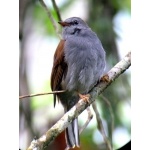 Andean Solitaire. Photo by Luis Uruena. All rights reserved.