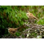 Stout-billed Cinclodes. Photo by Luis Uruena. All rights reserved.