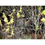 Bogota Rail. Photo by Luis Uruena. All rights reserved.