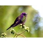 Purple-backed Thornbill. Photo by Luis Uruena. All rights reserved.