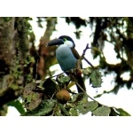 Black-billed Mountain-Toucan. Photo by Luis Uruena. All rights reserved.