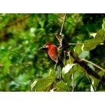 Crimson-mantled Woodpecker. Photo by Luis Uruena. All rights reserved.