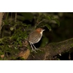 Chestnut-crowned Antipitta. Photo by Dave Semler. All rights reserved.