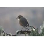 Tawny Antpitta. Photo by Dave Semler. All rights reserved.