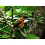 Rusty-breasted Antpitta. Photo by Luis Uruena. All rights reserved.