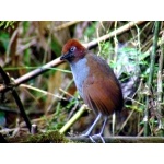 Chestnut-naped Antpitta. Photo by Luis Uruena. All rights reserved.