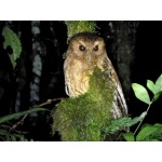 Colombian Screech-Owl. Photo by Luis Uruena. All rights reserved.