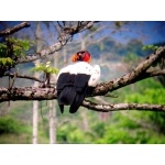 King Vulture. Photo by Luis Uruena. All rights reserved.