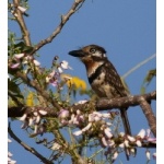 Russet-throated Puffbird. Photo by Dave Semler. All rights reserved.