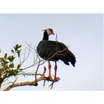 Northern Screamer. Photo by Luis Uruena. All rights reserved.