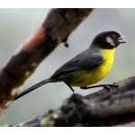 Santa Marta Brush-Finch. Photo by Luis Uruena. All rights reserved.