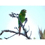 Santa Marta Parakeet. Photo by Luis Uruena. All rights reserved.