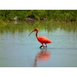 Scarlet Ibis. Photo by Luis Uruena. All rights reserved.