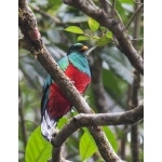 White-tipped Quetzal. Photo by Dave Semler. All rights reserved.