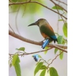Turquoise-browed Motmot. Photo by Dave Semler & Marsha Sfeffen. All rights reserved.