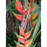 Heliconia Flower. Photo by Charlie Oldham. All rights reserved.