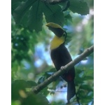 Chestnut-mandibled Toucan. Photo by Dave Semler and Marsha Steffen.