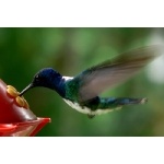 White-necked Jacobin. Photo by Dave Semler and Marsha Steffen. All rights reserved.