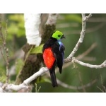 Paradise Tanager. Photo by Mercedes Rivadeneira. All rights reserved.