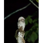 Great Potoo. Photo by Dave Semler. All rights reserved.