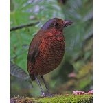 Giant Antpitta. Photo by Paul Cozza. All rights reserved.