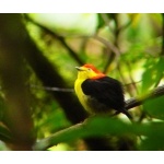 Wire-tailed Manakin. Photo by Dave Semler and Marsha Steffen. All rights reserved.