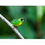 Green-and-gold Tanager. Photo by Dave Semler and Marsha Steffen. All rights reserved.