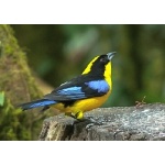 Blue-winged Mountain-Tanager. Photo by Rick Taylor. Copyright Borderland Tours. All rights reserved.