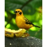 Golden Tanager. Photo by Rick Taylor. Copyright Borderland Tours. All rights reserved.