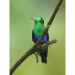 Green-crowned Woodnymph. Photo by Rick Taylor. Copyright Borderland Tours. All rights reserved.