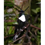 Collared Inca. Photo by Rick Taylor. Copyright Borderland Tours. All rights reserved.